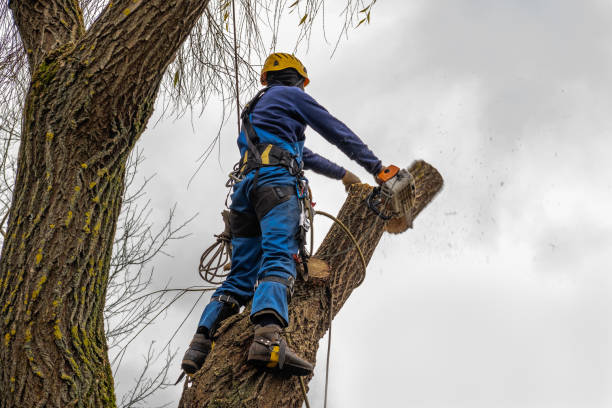 Best Large Tree Removal  in Clinton, UT